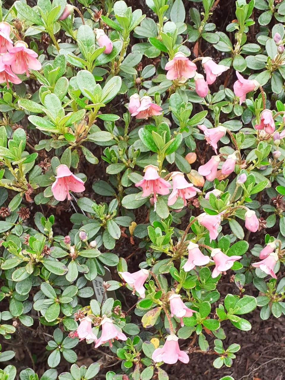 R. campylogynum (Salmon Pink Form)